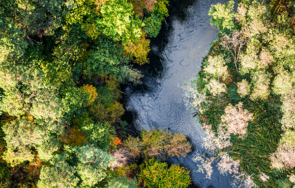 Rivière traversant une forêt