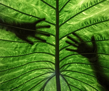 imagen de agricultura