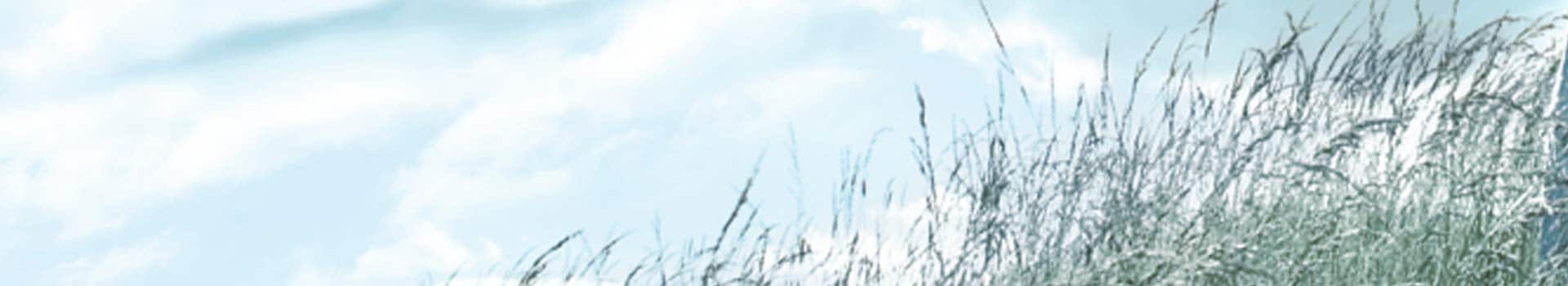 Weiß-blauer Himmel mit Gräsern im Vordergrund, die scheinbar im Wind wiegen