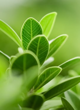 Foto van een groen blad