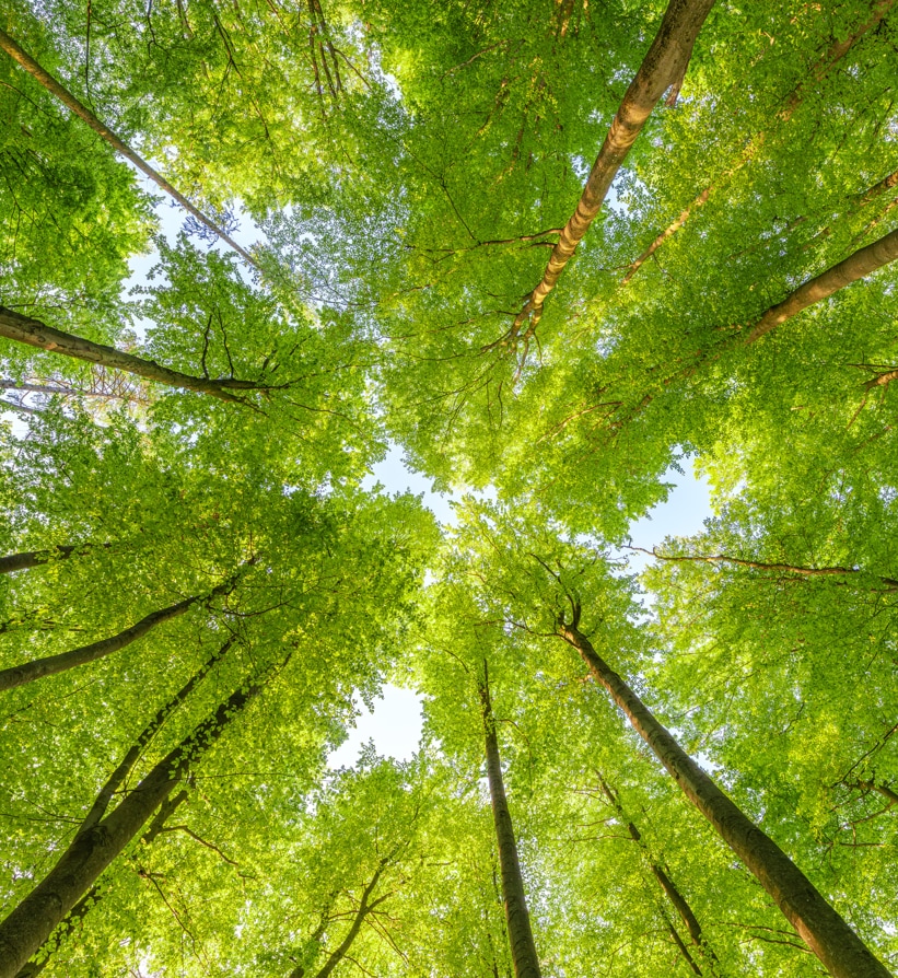 Foto van groene bomen