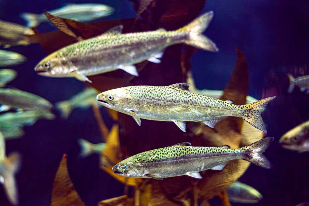 fish-farming
